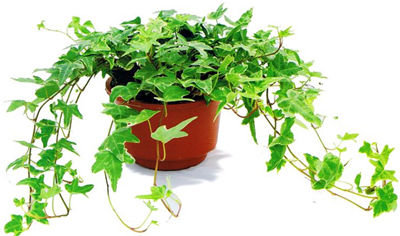 記住這四條規則，巧用植物甲醛治理！