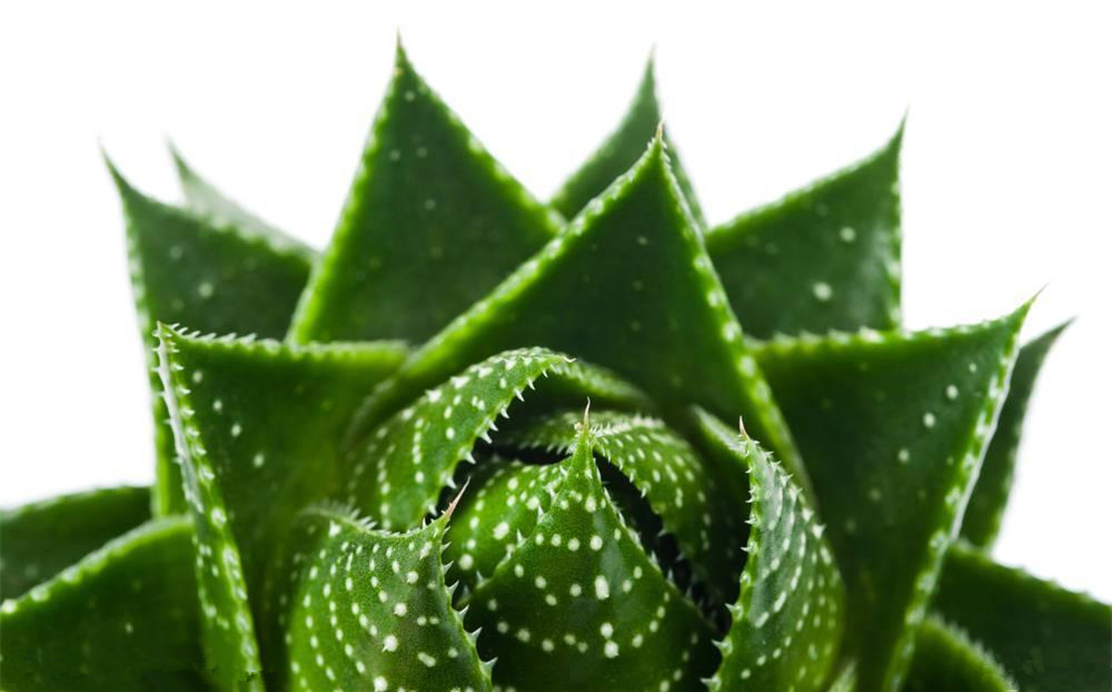 記住這四條規則，巧用植物甲醛治理！