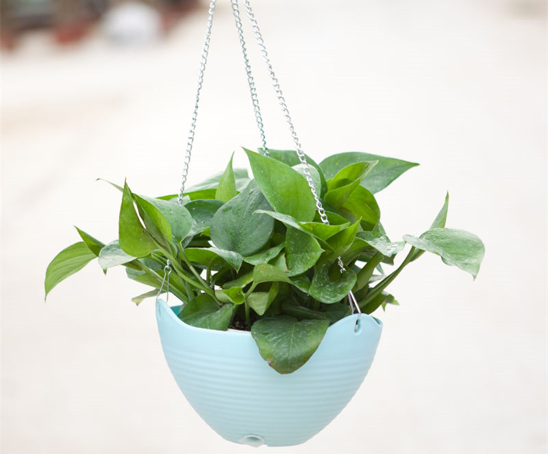 記住這四條規則，巧用植物甲醛治理！