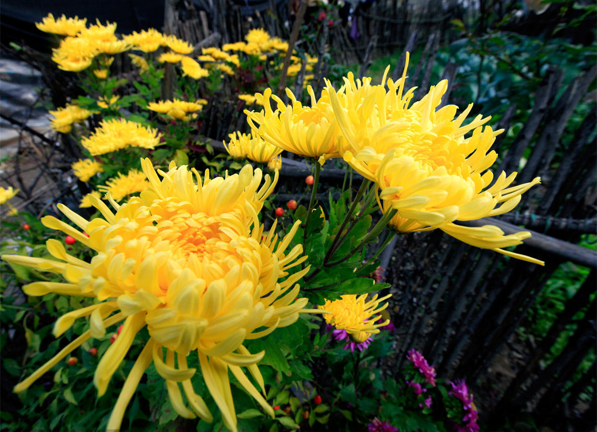 記住這四條規則，巧用植物甲醛治理！