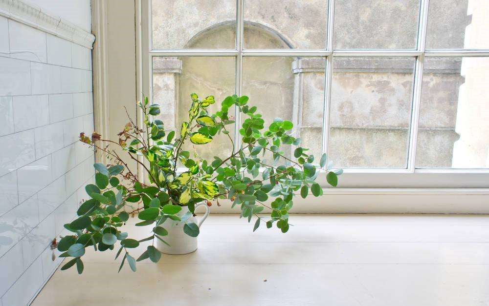 長春藤可吸收甲醛,蘆薈在晚上可吸收二氧化碳進(jìn)行治理 長春藤可吸收甲醛,蘆薈在晚上可吸收二氧化碳進(jìn)行治理