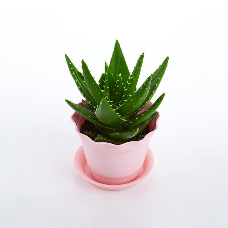 去除房間甲醛的植物有哪些？