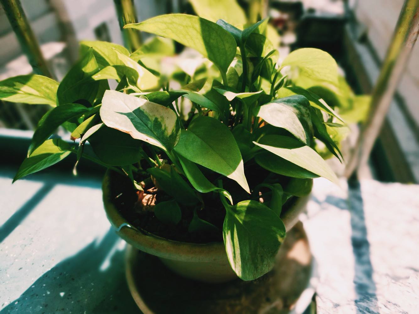 植物能治理甲醛嗎？科學(xué)使用植物很重要