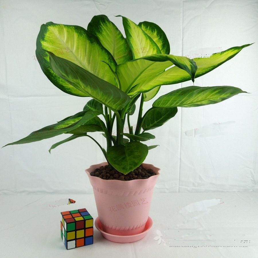 哪些植物可以除甲醛,本事***呢? 哪些植物可以除甲醛,本事***呢?