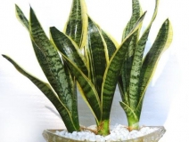 用什么植物除甲醛最好?