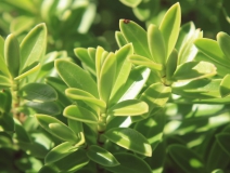 用這五個(gè)辦法進(jìn)行去除房間甲醛，入住后，絕不后悔！