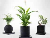 怎么除甲醛靠得牢？竹炭、植物成最大“騙局”