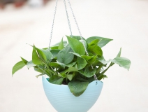 綠蘿除甲醛的效果怎么樣?