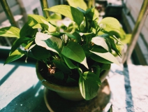 植物能治理甲醛嗎?科學使用植物很重要