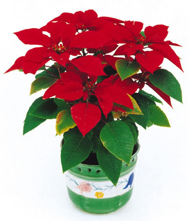 甲醛治理是找除甲醛公司還是自己做好？